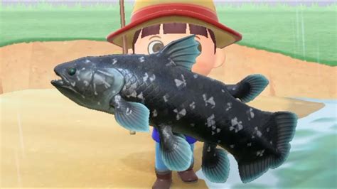 coelacanth acnh|Animal Crossing: New Horizons .
